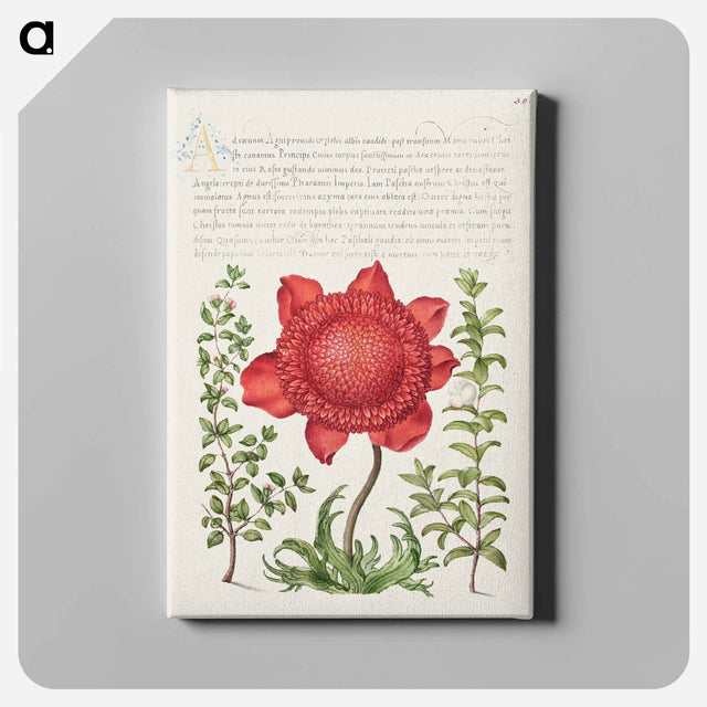 アートパネル-Basil Thyme, Poppy Anemone, and Myrtle from Mira Calligraphiae Monumenta
 - 書道のお手本 Canvas.