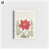 アートメモ帳-Basil Thyme, Poppy Anemone, and Myrtle from Mira Calligraphiae Monumenta
 - 書道のお手本 Memo.