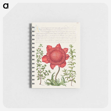 アートメモ帳-Basil Thyme, Poppy Anemone, and Myrtle from Mira Calligraphiae Monumenta
 - 書道のお手本 Memo.
