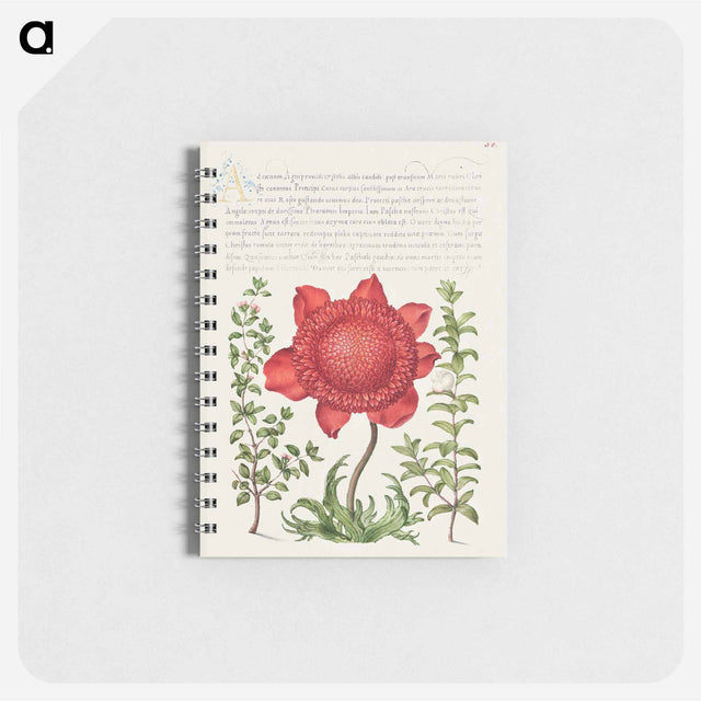 アートメモ帳-Basil Thyme, Poppy Anemone, and Myrtle from Mira Calligraphiae Monumenta
 - 書道のお手本 Memo.