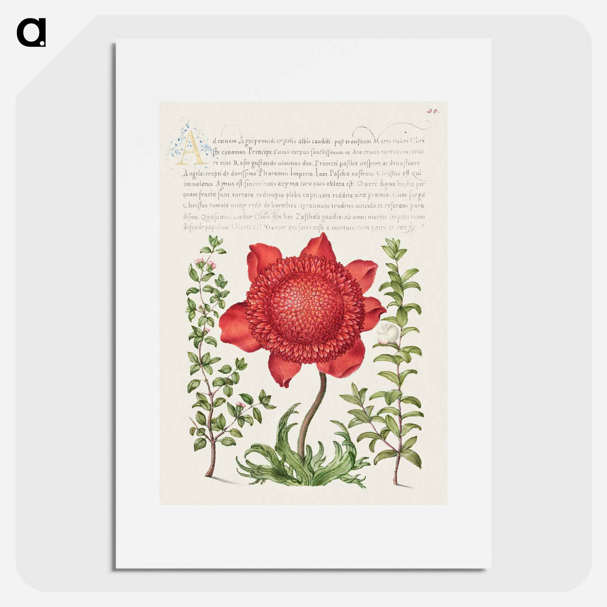アートポスター-Basil Thyme, Poppy Anemone, and Myrtle from Mira Calligraphiae Monumenta
 - 書道のお手本 Poster.