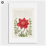 アートポスター-Basil Thyme, Poppy Anemone, and Myrtle from Mira Calligraphiae Monumenta
 - 書道のお手本 Poster.
