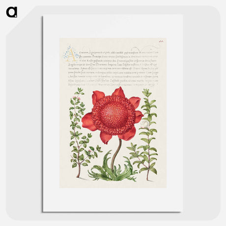 アートポスター-Basil Thyme, Poppy Anemone, and Myrtle from Mira Calligraphiae Monumenta
 - 書道のお手本 Poster.
