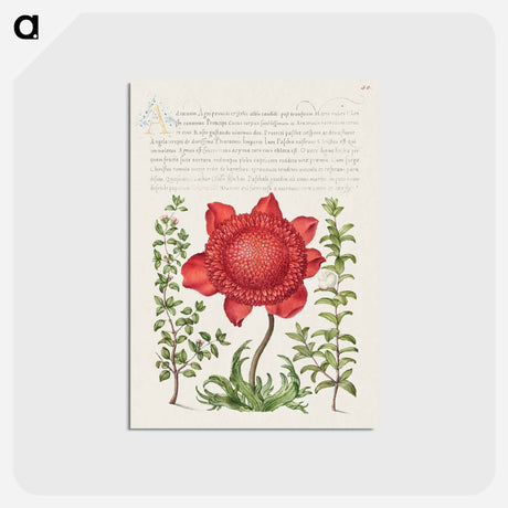 アートポストカード-Basil Thyme, Poppy Anemone, and Myrtle from Mira Calligraphiae Monumenta
 - 書道のお手本 Postcard.