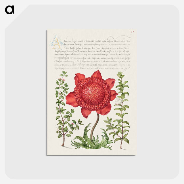 アートポストカード-Basil Thyme, Poppy Anemone, and Myrtle from Mira Calligraphiae Monumenta
 - 書道のお手本 Postcard.