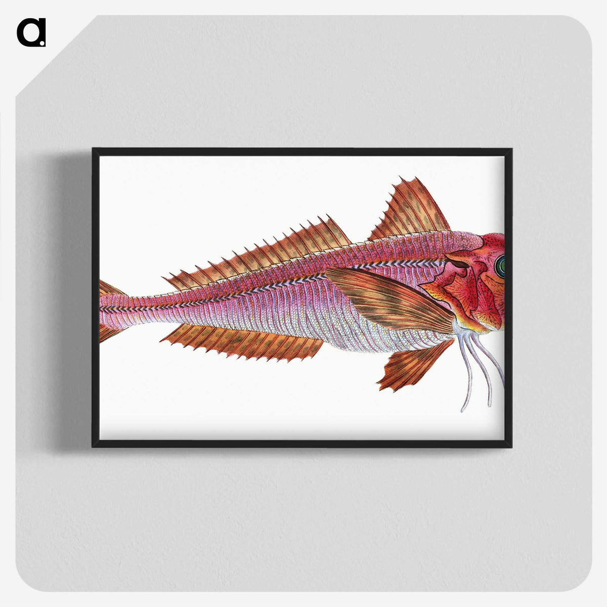 1-65_The-Natural-History-of-British-Fishes_blk-crop