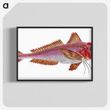1-65_The-Natural-History-of-British-Fishes_blk-crop