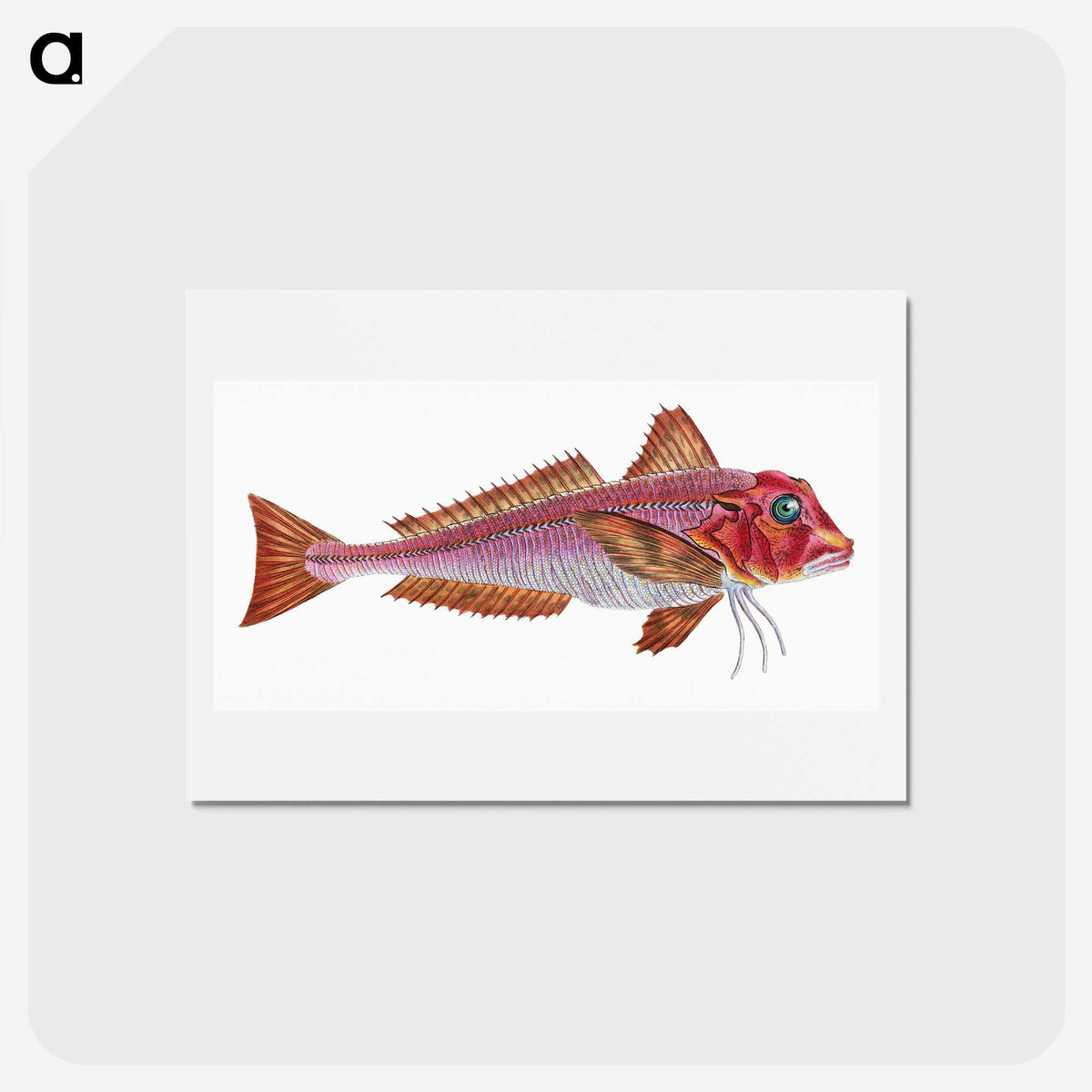 1-65_The-Natural-History-of-British-Fishes_hagaki