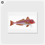 1-65_The-Natural-History-of-British-Fishes_hagaki