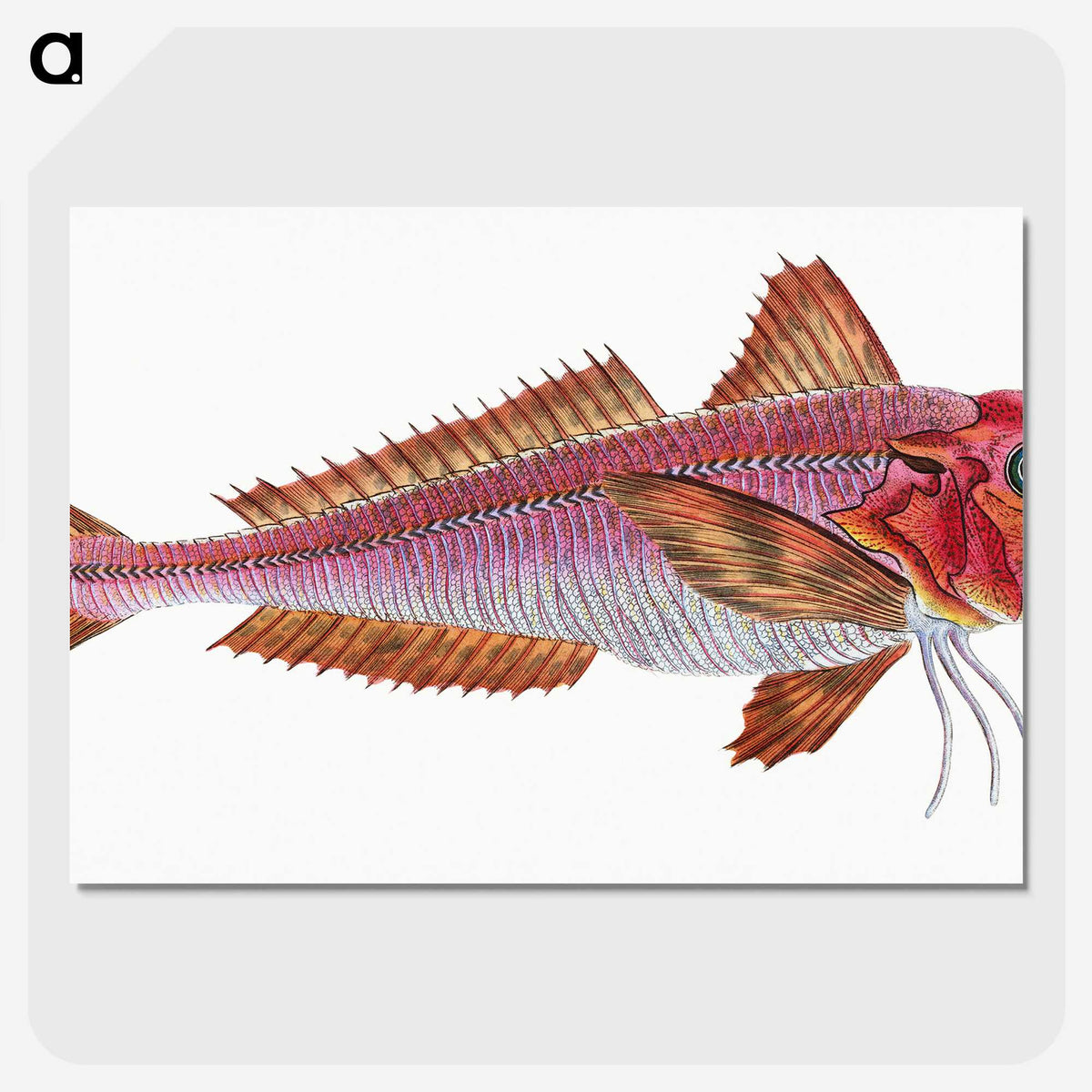 1-65_The-Natural-History-of-British-Fishes_picture-crop