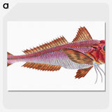 1-65_The-Natural-History-of-British-Fishes_picture-crop