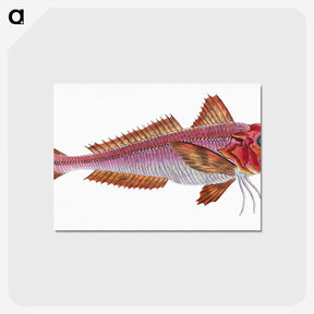 1-65_The-Natural-History-of-British-Fishes_postcard