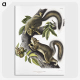 1-65_The-Viviparous-Quadrupeds_picture-crop