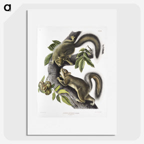 1-65_The-Viviparous-Quadrupeds_picture