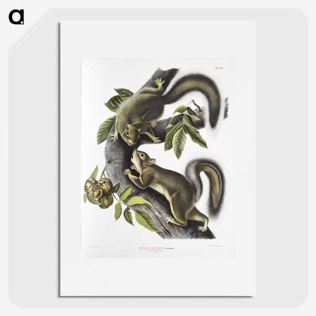 1-65_The-Viviparous-Quadrupeds_picture