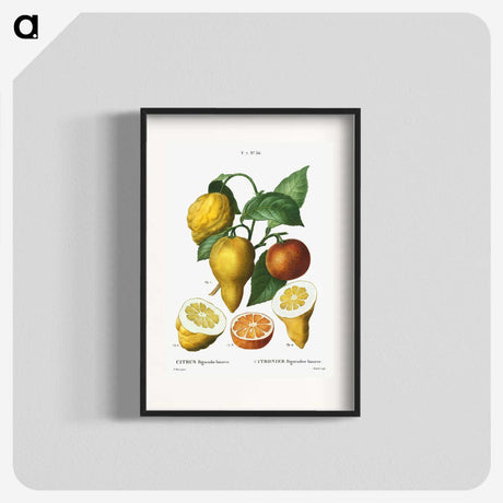 1-65_Treatise-on-Trees-and-Shrubs_blk