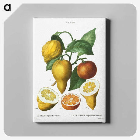 1-65_Treatise-on-Trees-and-Shrubs_canvas