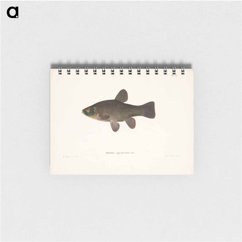 Tench - ヴィルヘルム フォン ライト Memo.