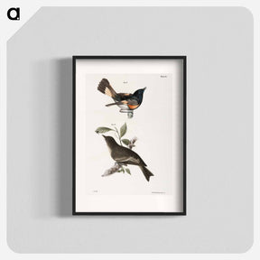 アートポスター-The American Redstart - ニューヨークの動物学 Poster.