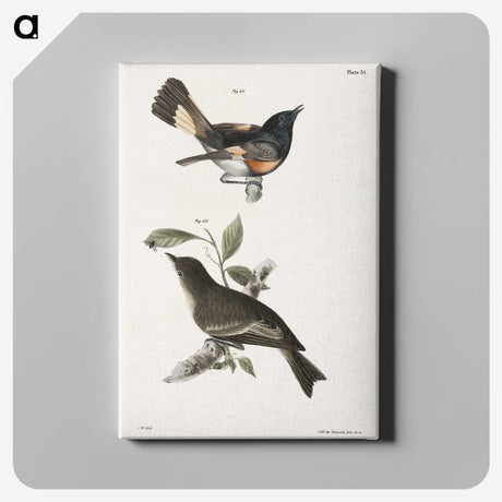 1-65_Zoology-of-New-York_canvas