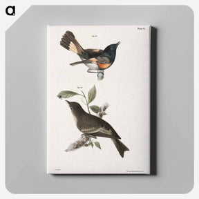 アートパネル-The American Redstart - ニューヨークの動物学 Canvas.