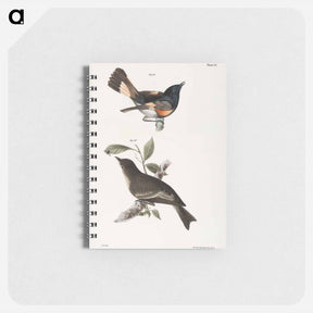 アートメモ帳-The American Redstart - ニューヨークの動物学 Memo.