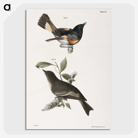 1-65_Zoology-of-New-York_picture-crop