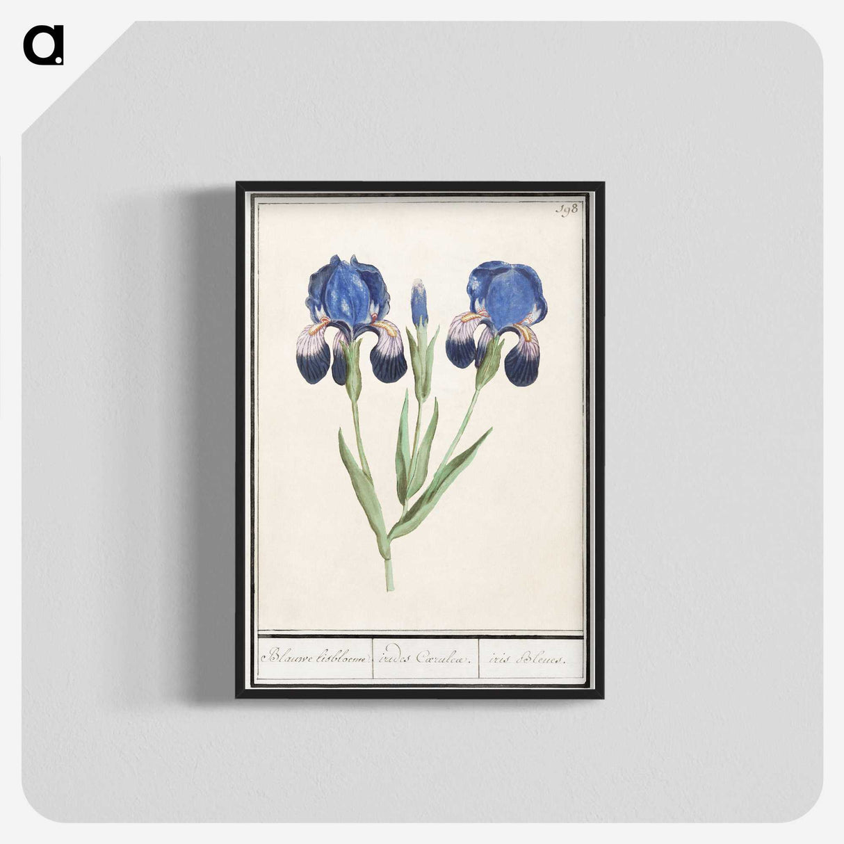 1-66_Anselmus-Boetius-de-Boodt_blk-crop