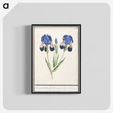 1-66_Anselmus-Boetius-de-Boodt_blk-crop