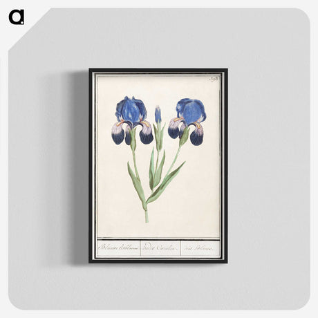 1-66_Anselmus-Boetius-de-Boodt_blk-crop