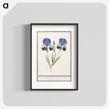1-66_Anselmus-Boetius-de-Boodt_blk