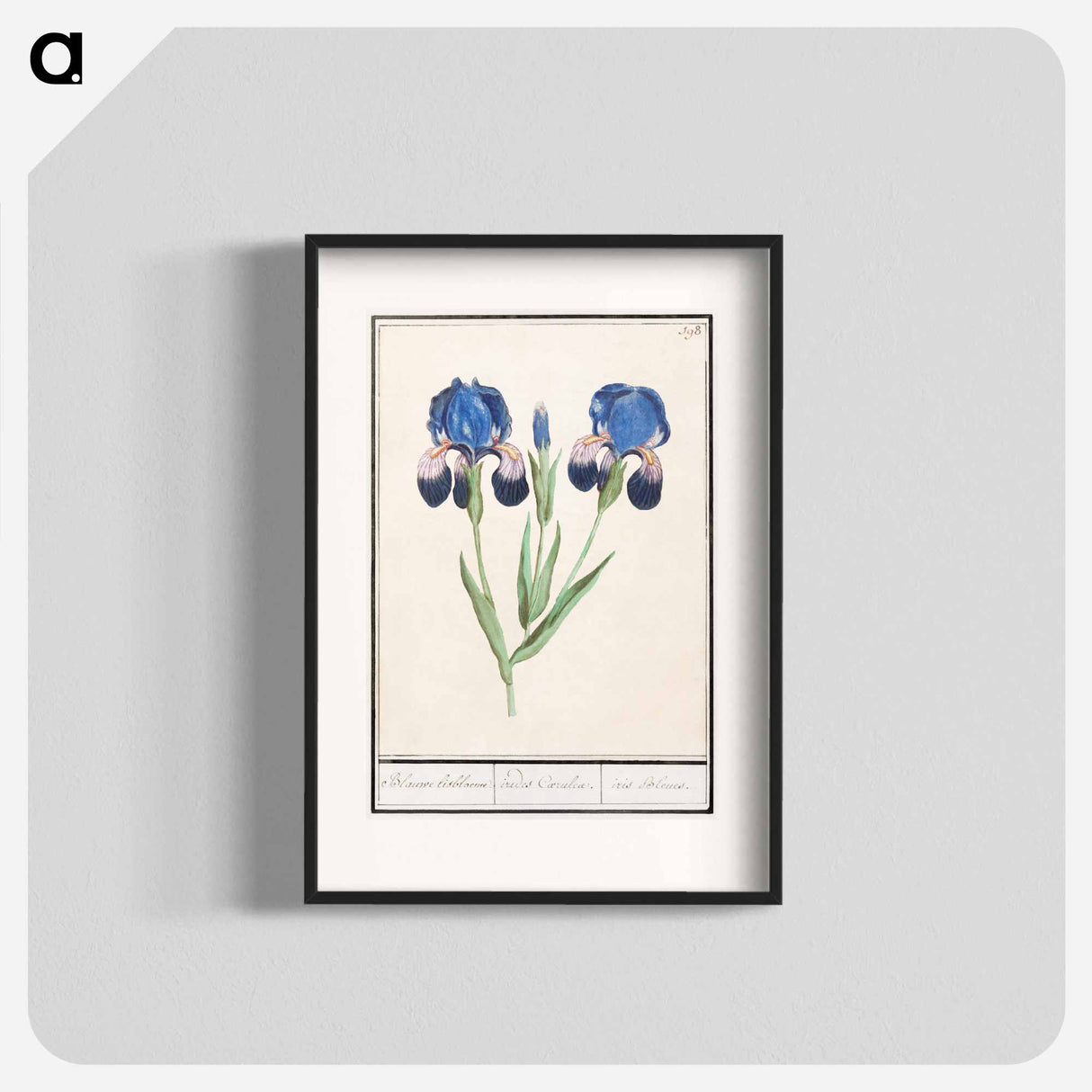 Purple iris - アンセルムス ボエティウス デ ブート Poster.
