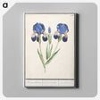 1-66_Anselmus-Boetius-de-Boodt_canvas