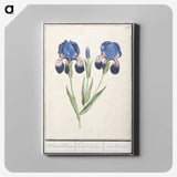 1-66_Anselmus-Boetius-de-Boodt_canvas