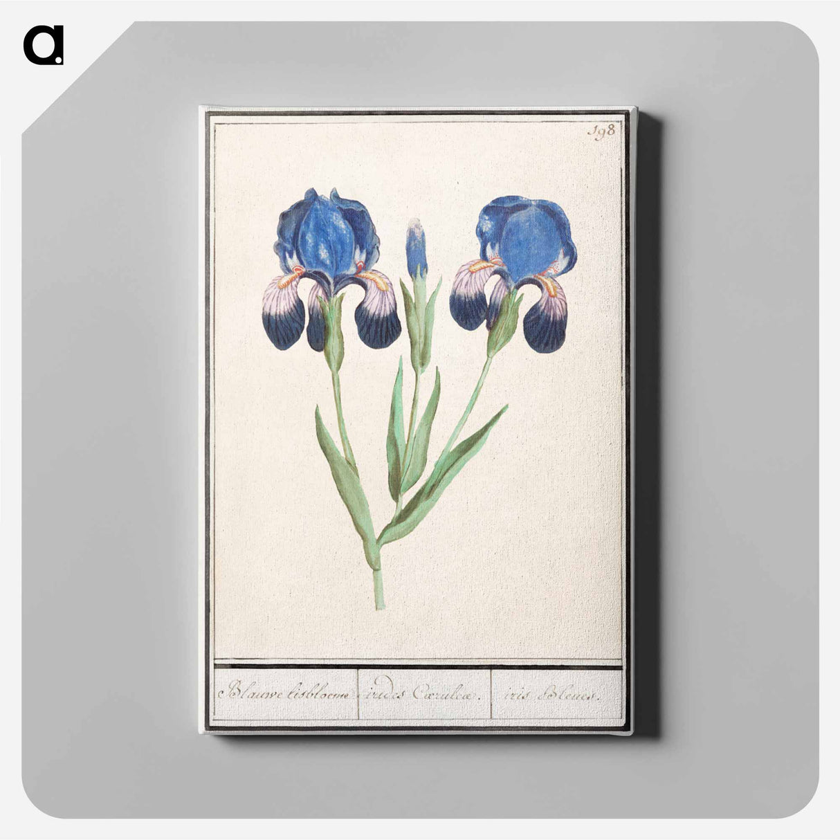 Purple iris - アンセルムス ボエティウス デ ブート Canvas.