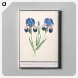 Purple iris - アンセルムス ボエティウス デ ブート Canvas.