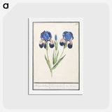 1-66_Anselmus-Boetius-de-Boodt_hagaki