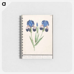 アートメモ帳-Purple iris - アンセルムス ボエティウス デ ブート Memo.