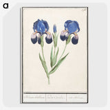 1-66_Anselmus-Boetius-de-Boodt_picture-crop