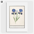 1-66_Anselmus-Boetius-de-Boodt_picture