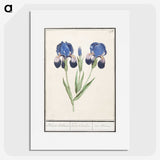1-66_Anselmus-Boetius-de-Boodt_picture