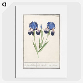 1-66_Anselmus-Boetius-de-Boodt_picture