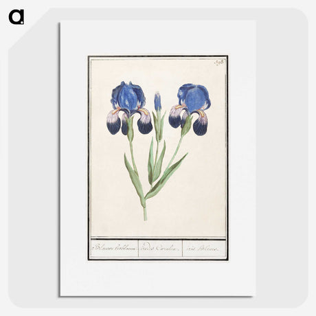 1-66_Anselmus-Boetius-de-Boodt_picture