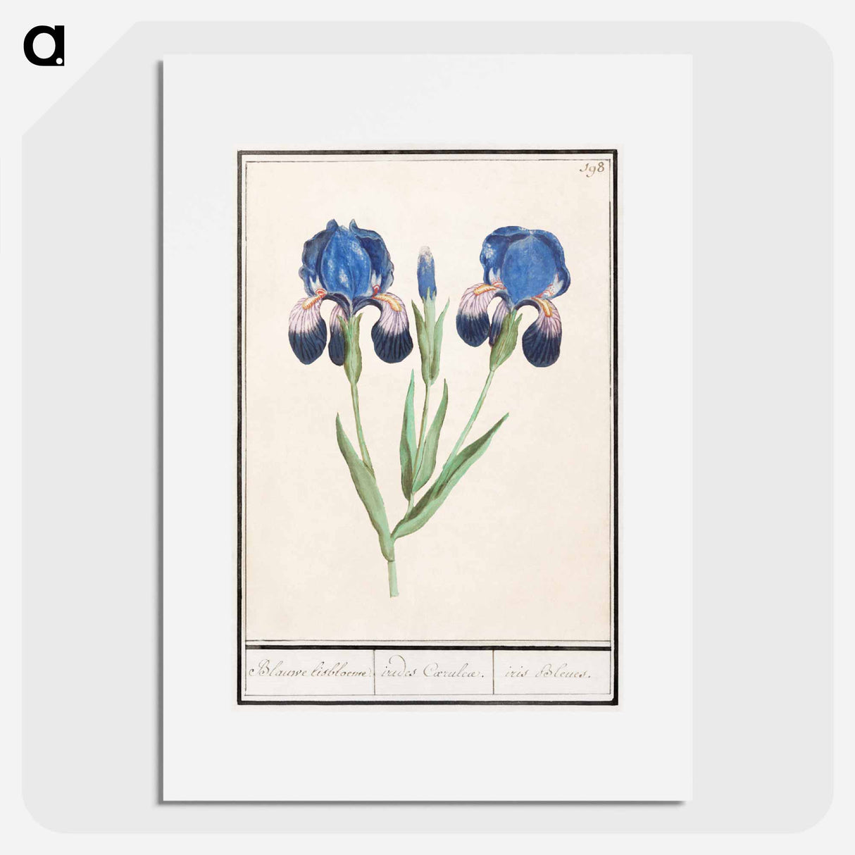 Purple iris - アンセルムス ボエティウス デ ブート Poster.