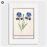 Purple iris - アンセルムス ボエティウス デ ブート Poster.