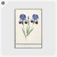 1-66_Anselmus-Boetius-de-Boodt_postcard