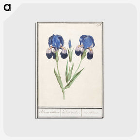 1-66_Anselmus-Boetius-de-Boodt_postcard