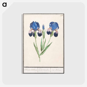 アートポストカード-Purple iris - アンセルムス ボエティウス デ ブート Postcard.