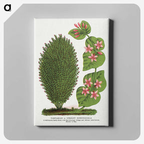 1-66_Botanical-Specimen-Plates_canvas