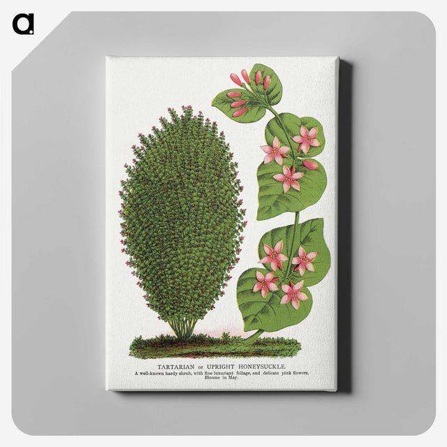 1-66_Botanical-Specimen-Plates_canvas